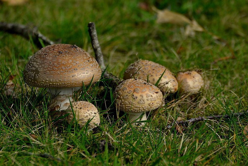 File:Rötende Wulstling (Amanita rubescens) by Surhústerfean 1.jpg