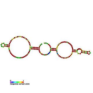 Small nucleolar RNA SNORA62