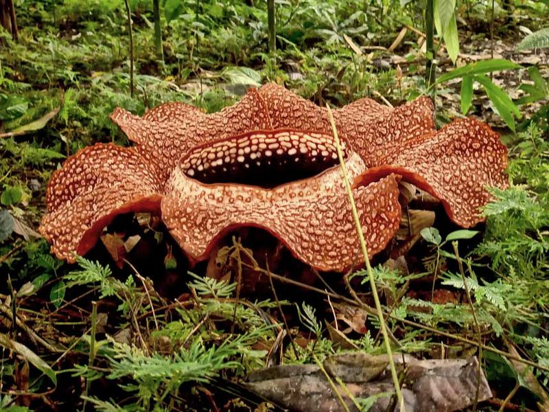 File:Rafflesia, Borneo (7041538201).jpg