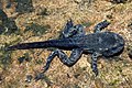 Renacuajo de Rana iberica - Tadpole of Iberian Frog.