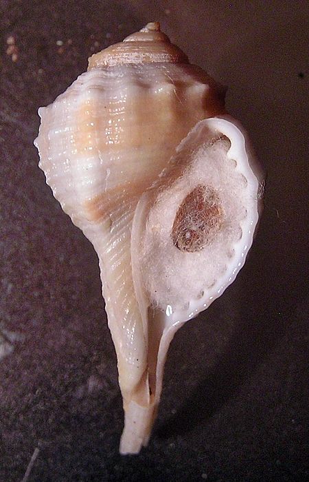 Ranularia oblita