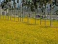 Rape Flowers under Areca Palms 檳榔樹下油菜花 - panoramio.jpg