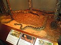 Rattlesnakes on exhibit