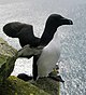 Razorbill iceland.JPG