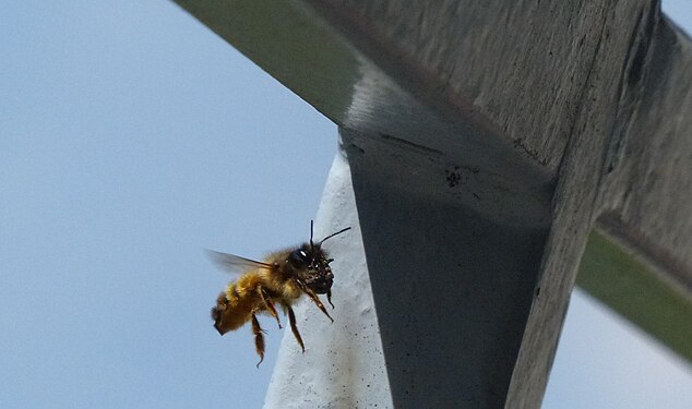 Red Mason Bee carrying a small amount of soil