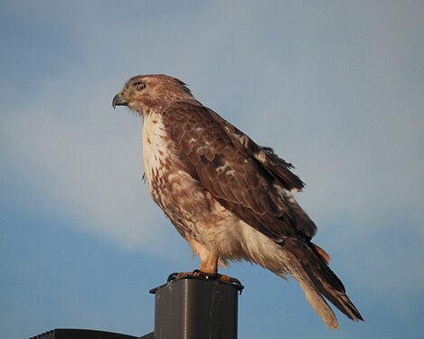 Red-tailed Hawk (Buteo jamaicensis)