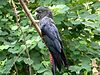 Red-tailed black cockatoo Calyptorhynchus banksii naso1.JPG
