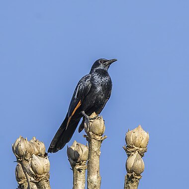 Red-winged starling (Onychognathus morio morio) male Mount Sheba.jpg