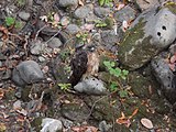 Red-tailed Hawk sitting on the banks of Uvas Creek near Sveadal. The hawks prey on steelhead trout that periodically appear in the creek.