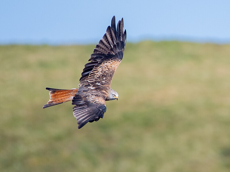 File:Red Kite in Wales.jpg