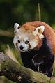 Red Panda (17018058609).jpg