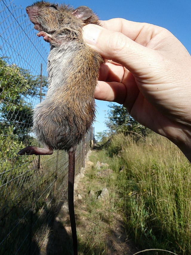 Bush rat - Wikipedia