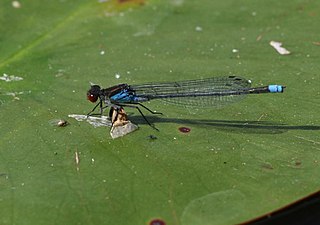 <i>Erythromma</i> Genus of damselflies