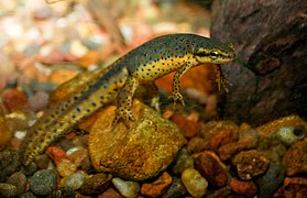 Eastern newt