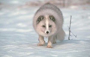 In Runet, photo of Arctic fox (Russian: песец) can sometimes be a synonym for this letter