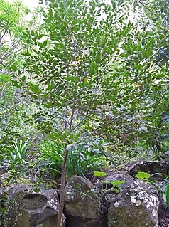 <i>Rhamnus glandulosa</i> Species of flowering plant