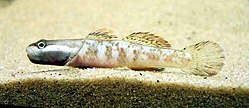 Rhinogobius male01. jpg