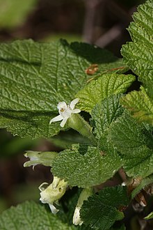 Ribes viskozissimum 5037.JPG