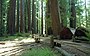 Richardson Grove State Park.jpg