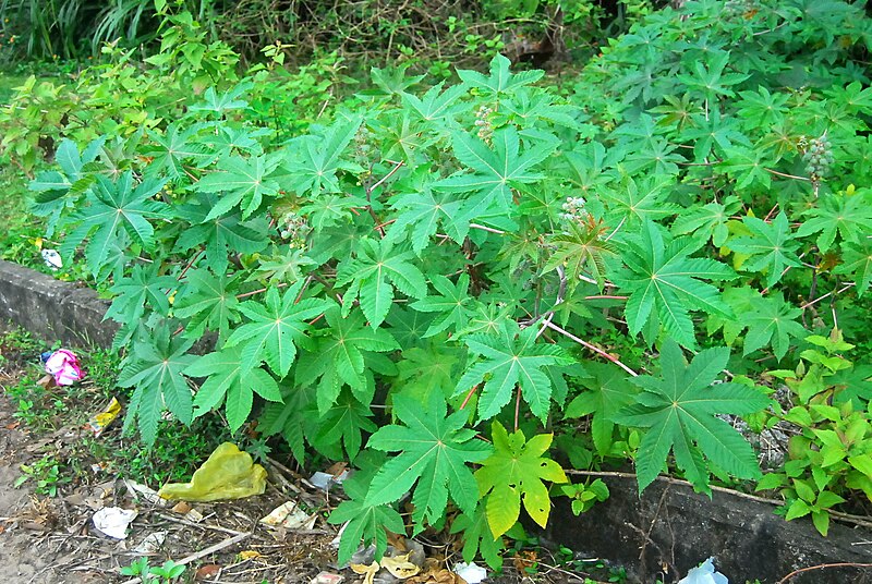 File:Ricinus communis at wenchang.JPG