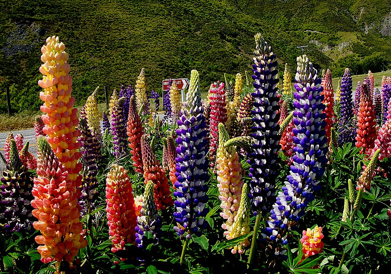 File:Roadside Russell lupins (19722739140).jpg