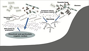 Roles of fungi in the marine carbon cycle