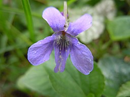 Romanian Flora - Wild violet flower 123