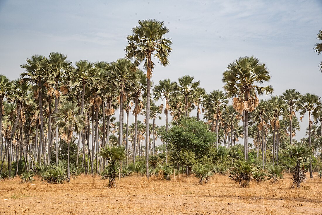 Forêt classée de Samba Dia