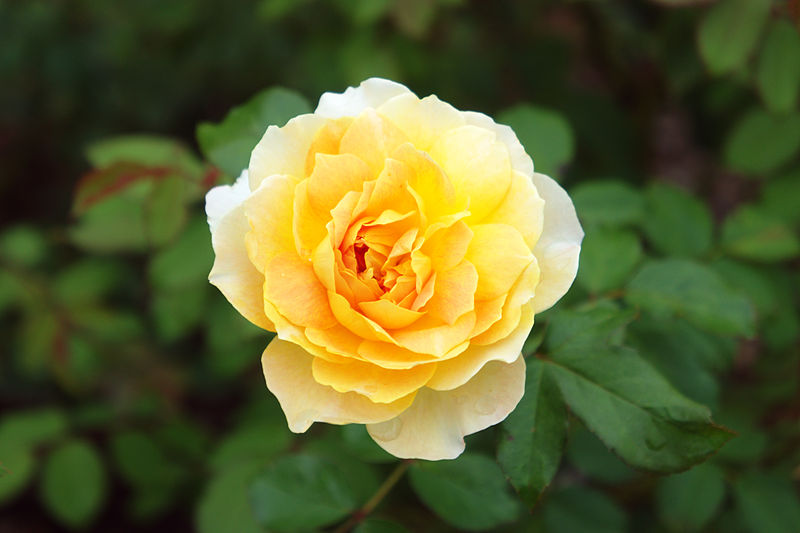 File:Rosa 'Mollineux'.jpg