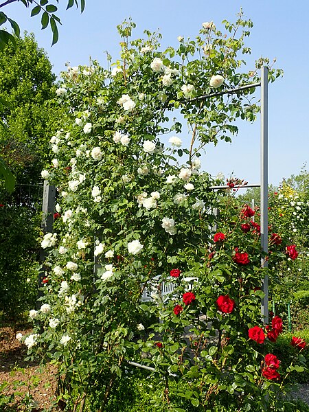 File:Rosa Mme. Alfred Carriere 2019-06-04 5678.jpg