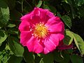 * Nomination Flower of Rosa cultivar ‘The Portland Rose’. --Salicyna 15:59, 11 October 2017 (UTC) * Promotion  Support Good quality. --Ercé 16:54, 11 October 2017 (UTC)