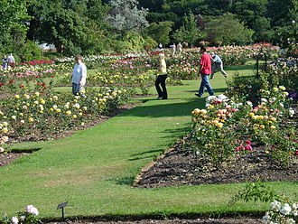 Rose display garden at Roath Park, Cardiff Rose Garden Roath Park.jpg