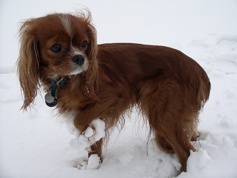 File:Ruby Cavalier King Charles Spaniel.jpg