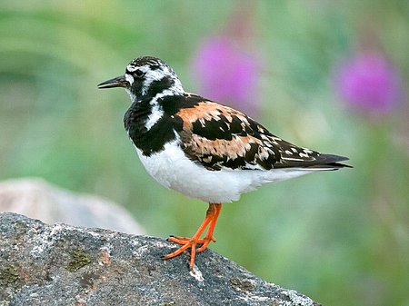 Ruddy Turnstone (1).jpg