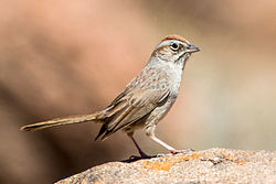 Rufous-crowned Sparrow (Aimophila ruficeps) (20342481992).jpg