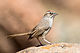 Rufous-crowned Sparrow (Aimophila ruficeps) (20342481992).jpg