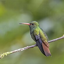 Rufous-tailed hummingbird (Amazilia tzacatl fuscicaudata) male Las Tangaras.jpg