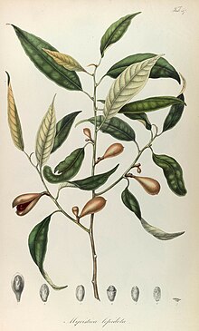 Rumphia, sive, өсімдіктердің түсіндірмелері botanicæ imprimis de plantis Indiæ Orientalis (8329510913) .jpg