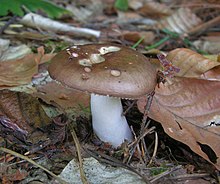 Raiboji ūmėdė (Russula integra)