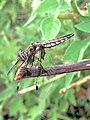 Rwanda Banded demoiselle.jpg