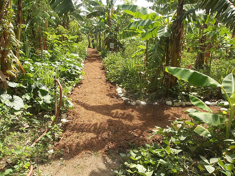 File:SOIL's Pernier, Port-au-Prince experimental farm. (16407062558).jpg