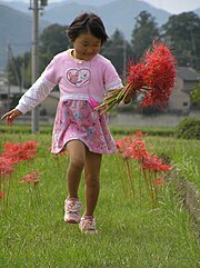 A girl with a bouquet of red spider lily flowers SYOUJO and HIGANBANA Lycoris radiata.jpg