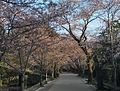 Cerisier du quartier d’Akizuki à Asagura (Fukuoka)