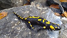 Salamandra pezzata