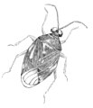 Pencil drawing of a bug that lives on the beach in the wrack