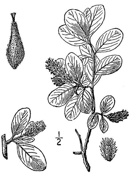 File:Salix.xwaghornei(01).jpg