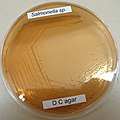 Salmonella sp. on deoxycholate citrate agar