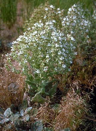 <i>Salvia aethiopis</i> Species of flowering plant