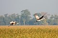 File:Sandhill Cranes in flight 7960.jpg