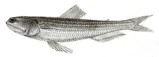 <i>Trachinocephalus myops</i> Species of fish